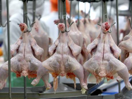 Vi khuẩn g&acirc;y ti&ecirc;u chảy campylobacter được ph&aacute;t hiện c&oacute; trong hơn 73% thịt g&agrave; b&aacute;n tại c&aacute;c si&ecirc;u thị ở Anh