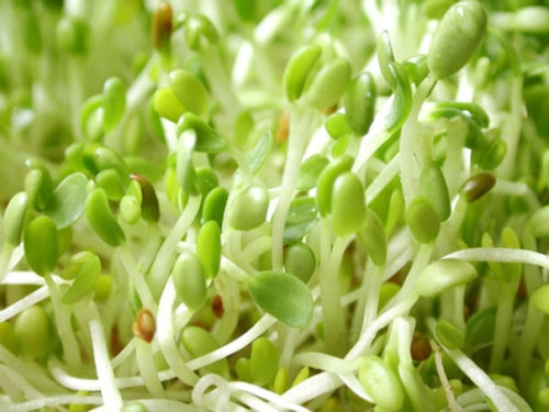 C&aacute;c loại rau mầm họ đậu cũng c&oacute; thể mang nhiều độc tố g&acirc;y hại cho 13Win 19.com nhiều ưu đãi hấp dẫn