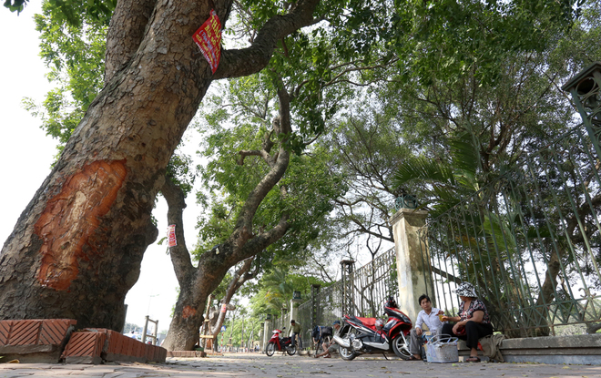 Tin tức mới cập nhật 24h ng&agrave;y 16/4/2015 đưa tin h&agrave;ng loạt c&acirc;y x&agrave; cử ở H&agrave; Nội bị lột vỏ