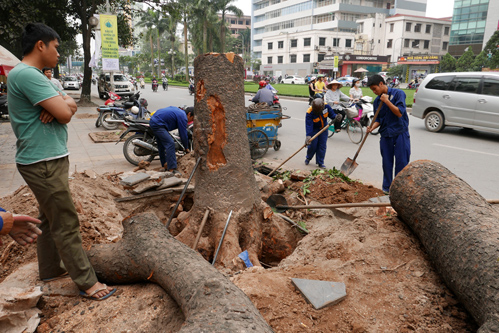Tin tức mới cập nhật 24h ng&agrave;y 20/03 cho biết H&agrave; Nội c&oacute; quyết định dừng việc chặt hạ c&acirc;y xanh