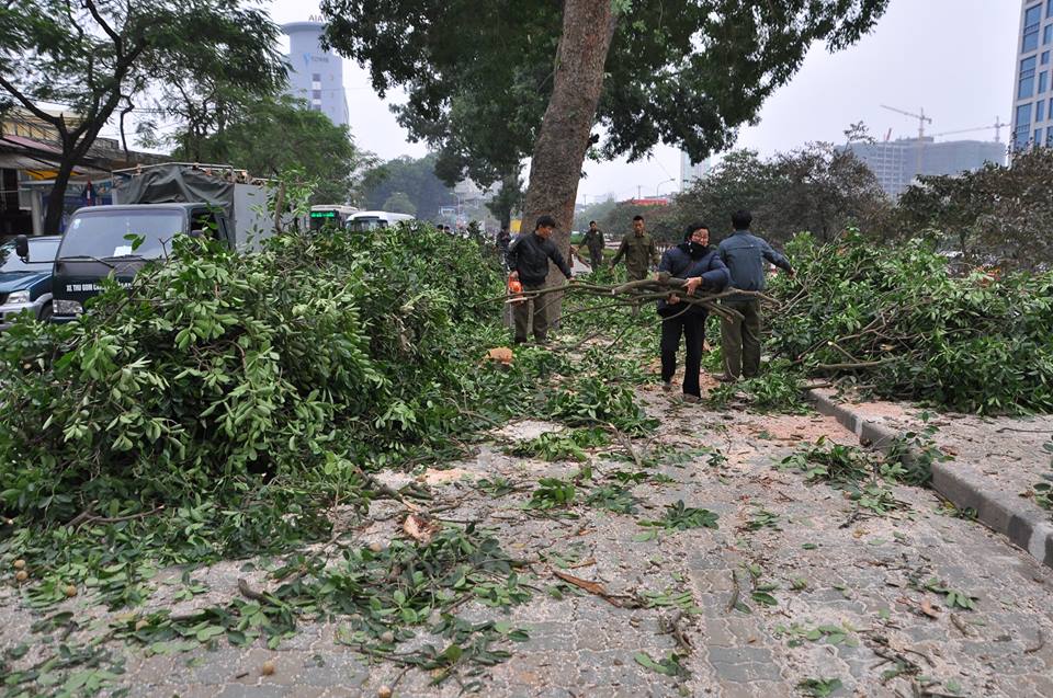 Tin tức mới cập nhật 24h ng&agrave;y 6/4/2015 đưa tin TP H&agrave; Nội đầu tư 25 tỷ đồng để bổ sung phương tiện chặt hạ, duy tr&igrave; c&acirc;y xanh