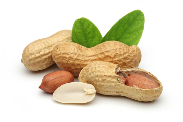 Lạc mọc mầm chứa chất aflatoxin c&oacute; thể g&acirc;y ung thư gan