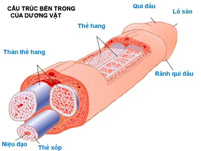 Ung thư dương vật v&agrave; những dấu hiệu nam giới kh&ocirc;ng n&ecirc;n bỏ qua - ảnh 1