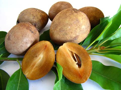 Ngo&agrave;i quả, vỏ c&acirc;y, l&aacute;, hạt hồng xi&ecirc;m cũng đều c&oacute; khả năng ph&ograve;ng, chữa bệnh