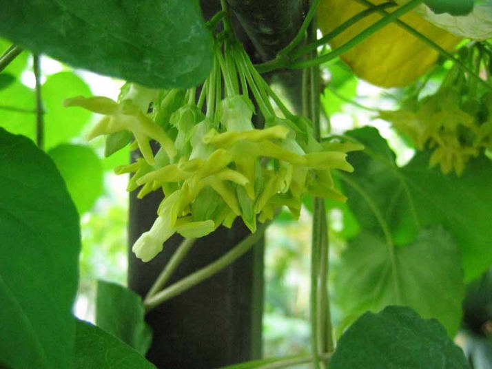 C&aacute;ch chữa bệnh trĩ khi mang thai hiệu quả bằng hoa thi&ecirc;n l&yacute;