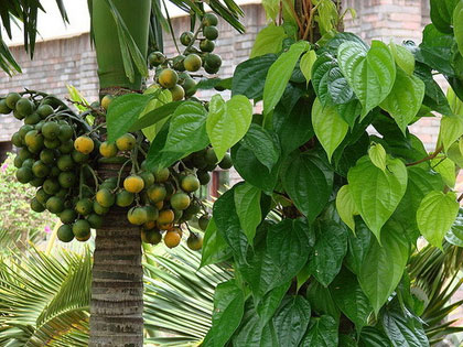 D&ugrave;ng l&agrave; trầu kh&ocirc;ng l&agrave; c&aacute;ch trị h&ocirc;i n&aacute;ch được d&acirc;n gian truyền miệng từ xưa tới nay