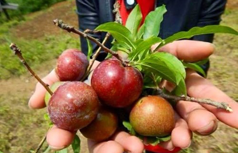 D&ugrave; l&agrave; dưới g&oacute;c độ của Đ&ocirc;ng y hay T&acirc;y y th&igrave; mận vẫn l&agrave; một loại quả ki&ecirc;m thần dược