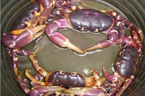Cua đ&aacute; biển cũng nằm trong danh s&aacute;ch những loại cua độc cần tr&aacute;nh