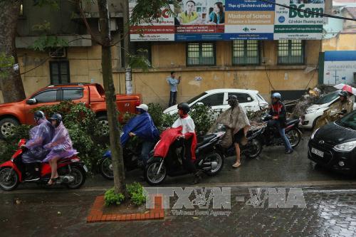 Gi&ocirc;ng lốc bất thường, c&acirc;y chắn ngang đường g&acirc;y kh&oacute; khăn cho phương tiện giao th&ocirc;ng. Ảnh: TTXVN