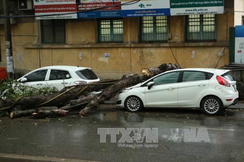 C&acirc;y lớn đổ đ&egrave; l&ecirc;n &ocirc; t&ocirc; sau gi&ocirc;ng lốc bất thường. Ảnh: TTXVN