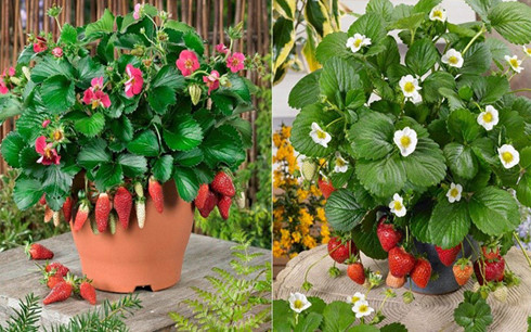 Những chậu dâu tây tí hon này sẽ làm không gian căn nhà bạn thêm thân thiện với 13Win. app không bị chặn. Ảnh: báo Kiến thức