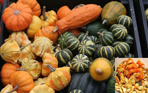Bí ngô mini được biết đến với tên gọi Pumpkin Casperita, Baby Boo pumpkins hay Miniture Pumkins. Kích thước quả chỉ để vừa lòng bàn tay. Ảnh: báo Zing.vn
