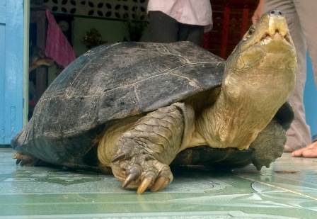 &lsquo;Cụ r&ugrave;a&rsquo; do con rể &ocirc;ng Ch&oacute;t bắt được nặng 14kg, da v&agrave;ng đậm v&agrave; được cho l&agrave; c&oacute; tuổi thọ cả trăm năm