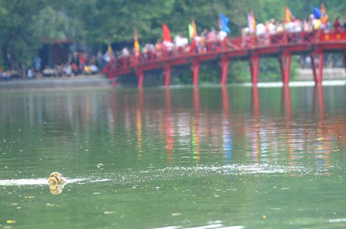Cụ R&ugrave;a Hồ Gươm v&agrave; những c&acirc;u chuyện lay động l&ograve;ng người