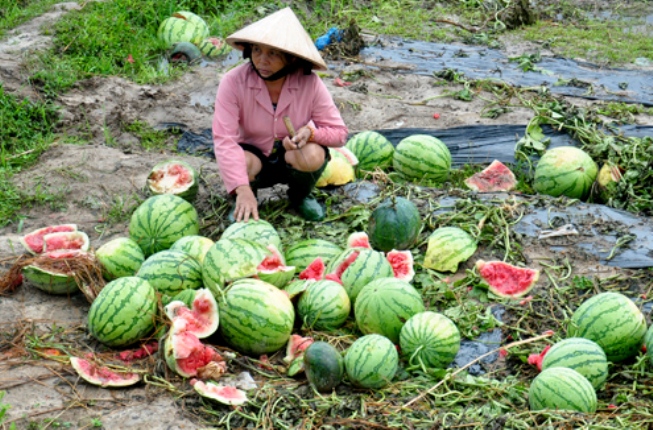 dưa hấu cứu trợ