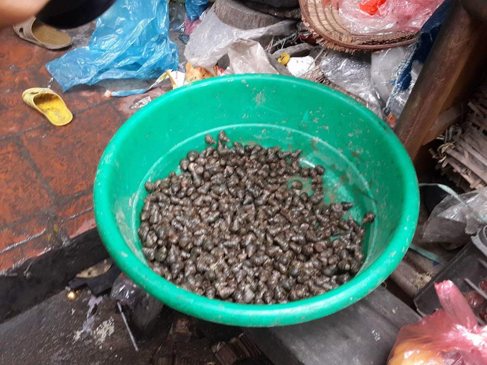 Những con ốc cụ b&agrave; 90 tuổi n&agrave;y m&ograve; được mang về