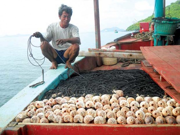 Ngư dân U Minh trúng lớn nhờ câu mực bằng vỏ ốc biển Ngư dân U Minh trúng lớn nhờ câu mực bằng vỏ ốc biển