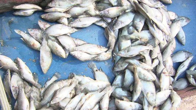 Hiện tượng c&aacute; chết h&agrave;ng loạt bất thường ở biển Vũng &Aacute;ng khiến người d&acirc;n mất ăn mất ngủ