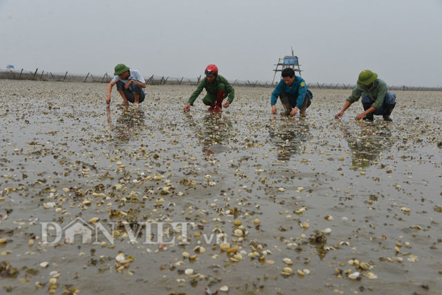 Nguy&ecirc;n nh&acirc;n ngao chết h&agrave;ng loạt l&agrave; do mật độ nu&ocirc;i thả qu&aacute; d&agrave;y.