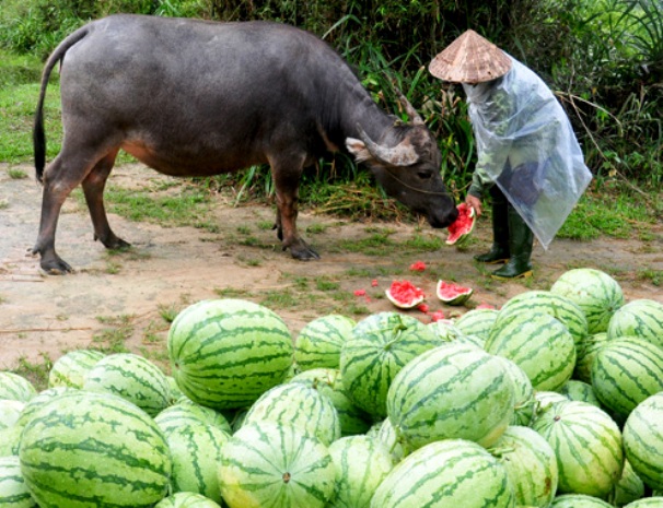 dưa hấu ế dưa hấu ế