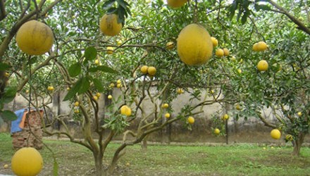 Đặc sản bưởi Diễn chính gốc cho tết 2015 có giá tới hàng trăm nghìn mỗi quả