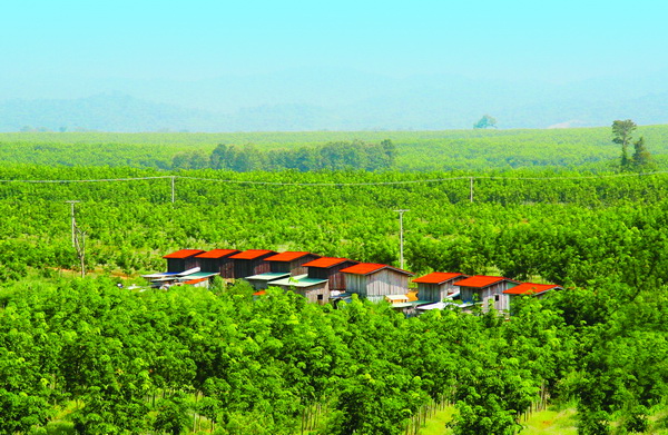 Ho&agrave;ng Anh Gia Lai đang c&oacute; 4 c&ocirc;ng ty con hoạt động trong lĩnh vực cao su 