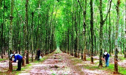 Quyết định đưa cao su l&ecirc;n s&agrave;n giao dịch rất c&oacute; thể gi&uacute;p bầu Đức trở th&agrave;nh đại gia gi&agrave;u nhất Việt Nam