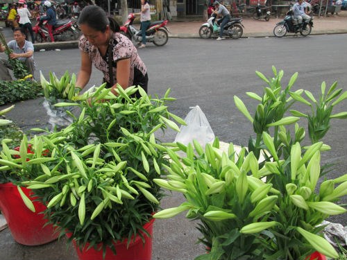 Hoa loa k&egrave;n c&ograve;n c&oacute; t&ecirc;n gọi kh&aacute;c l&agrave; hoa B&aacute;ch hợp hay Huệ t&acirc;y, t&ecirc;n gọi gắn với bức tranh nổi tiếng 'Thiếu nữ b&ecirc;n hoa huệ' của T&ocirc; Ngọc V&acirc;n. Sắc trắng tinh kh&ocirc;i của lo&agrave;i hoa n&agrave;y trở th&agrave;nh n&eacute;t đẹp ri&ecirc;ng như một biểu tượng của H&agrave; Nội th&aacute;ng tư về.  Ảnh Lao Động