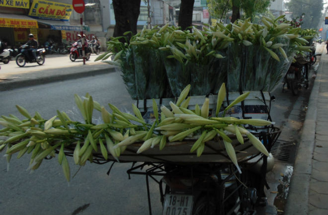 Giữa bao nhi&ecirc;u sắc hoa rực rỡ tr&ecirc;n những g&aacute;nh h&agrave;ng rong, hoa k&egrave;n vẫn chiếm được sự ưu &aacute;i đặc biệt. Những đ&oacute;a hoa trắng muốt chụm đầu v&agrave;o nhau, nằm gọn g&agrave;ng sau chiếc xe đạp đ&atilde; trở th&agrave;nh một vẻ đẹp rất ri&ecirc;ng m&agrave; chỉ H&agrave; Nội mới c&oacute;. Ảnh Lao Động