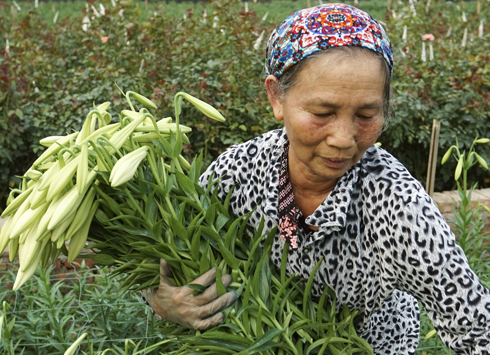 Hoa k&egrave;n kh&oacute; chăm, nở muộn hơn so với c&aacute;c loại hoa kh&aacute;c v&agrave; chỉ nở khoảng hơn một th&aacute;ng t&iacute;nh từ thời điểm hoa nở. Người d&acirc;n phải trồng hoa từ th&aacute;ng 9 rồi đợi đến th&aacute;ng 4 v&agrave;o m&ugrave;a năm sau mới c&oacute; thể thu hoạch. Ảnh D&acirc;n Tr&iacute;