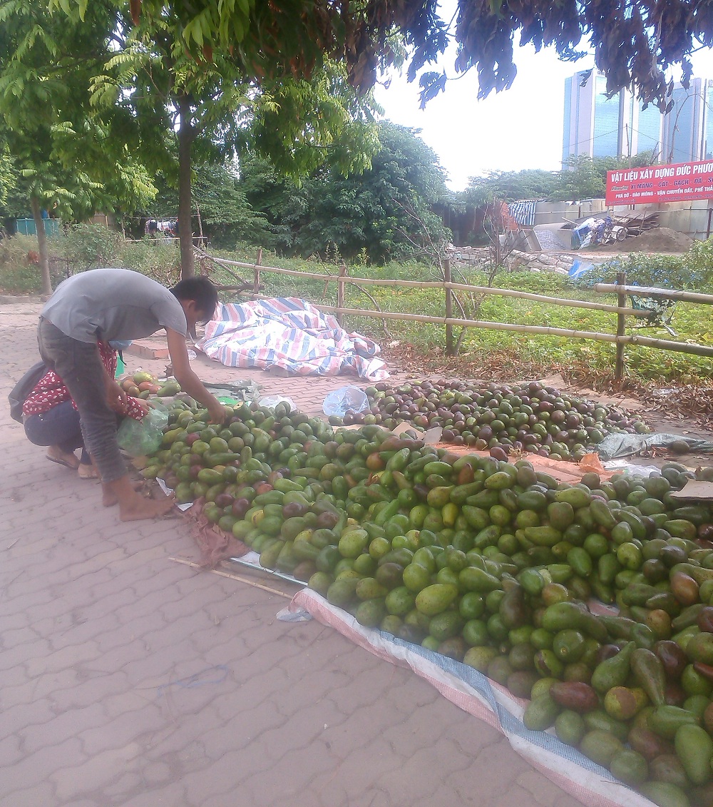 trái bơ Việt Nam giá rẻ bán đổ đống ở vỉa hè đường Khuất Duy Tiến - Thanh Xuân (Hà Nội) trái bơ Việt Nam giá rẻ bán đổ đống ở vỉa hè đường Khuất Duy Tiến - Thanh Xuân (Hà Nội)
