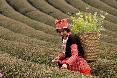 Chuy&ecirc;n gia thương hiệu Đặng Thanh V&acirc;n