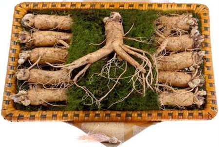 d&aacute;ng củ s&acirc;m gi&uacute;p ph&acirc;n biệt thật giả