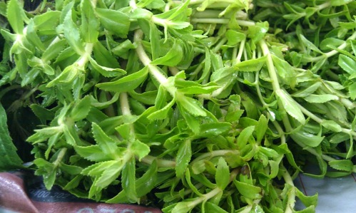 Trị sỏi thận nhờ rau ngổ