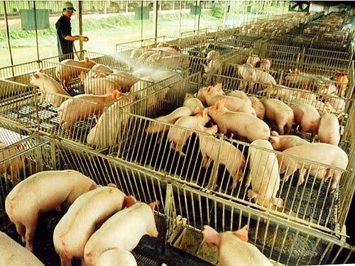 Sử dụng chất cấm trong chăn nu&ocirc;i sẽ bị xử phạt rất nặng