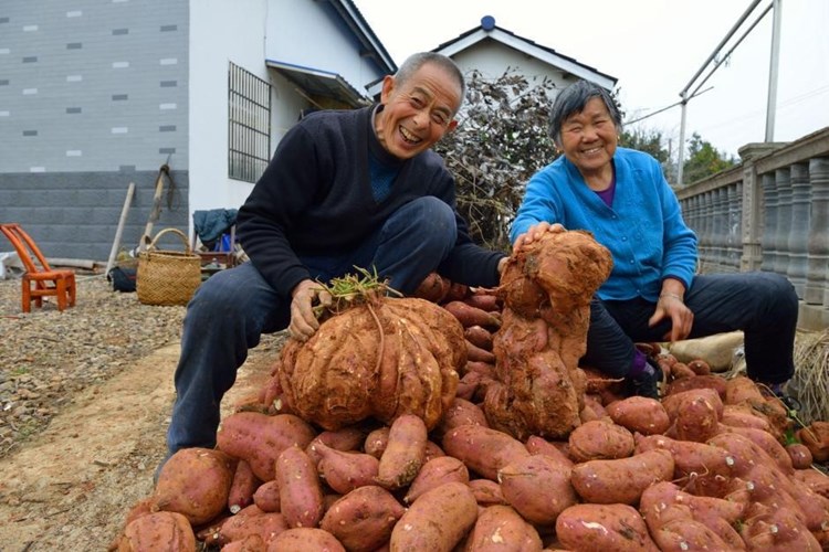 Chuyện lạ c&oacute; thật khoai lang 18,5kg ở Trung Quốc