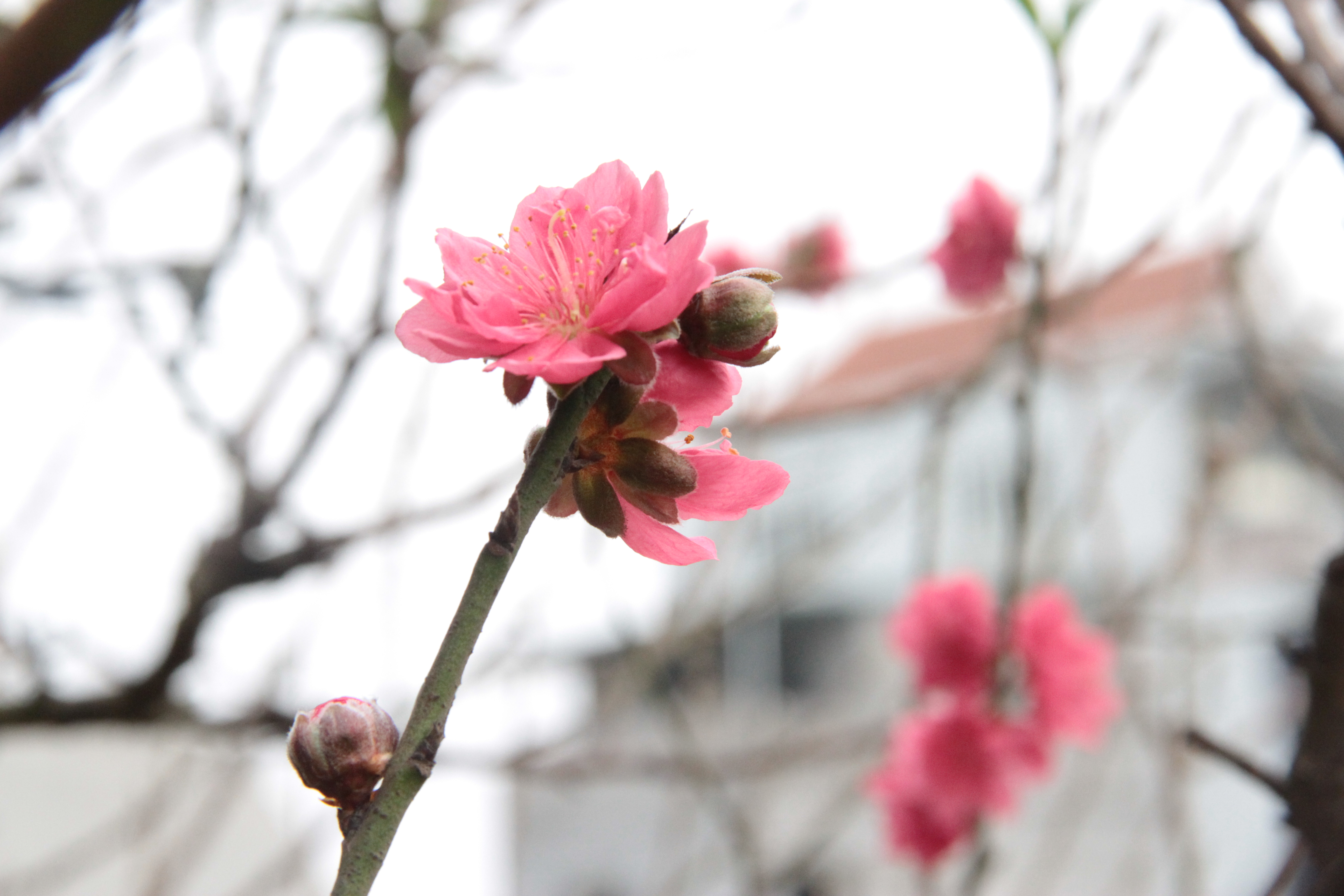 đ&agrave;o Nhật T&acirc;n rạng rỡ đợi xu&acirc;n