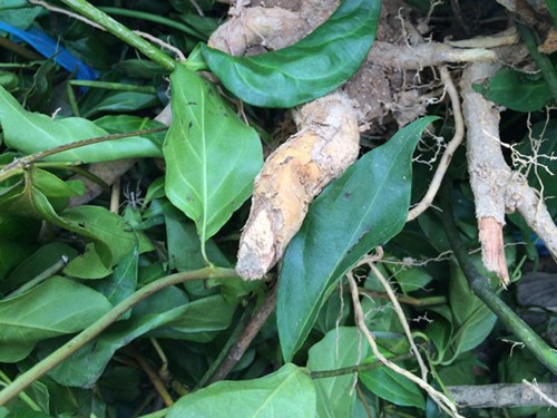 Từng c&oacute; kh&ocirc;ng &iacute;t trường hợp ngộ độc l&aacute; ng&oacute;n hoặc ăn l&aacute; ng&oacute;n tự tử do &aacute;p lực từ những m&acirc;u thuẫn gia đ&igrave;nh
