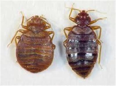 Rệp giường l&agrave; lo&agrave;i c&ocirc;n tr&ugrave;ng thuộc bộ bọ x&iacute;t (Hemiptera), rất kh&oacute; ti&ecirc;u diệt
