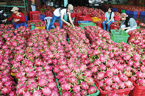 Thanh long Việt Nam rất được 'chuộng' ở Trung Quốc