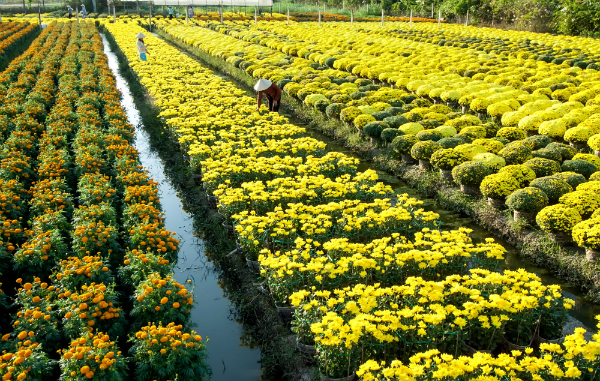 Khung cảnh tuyệt đẹp của l&agrave;ng hoa Mỹ Tho sẽ khiến nơi đ&acirc;y trở th&agrave;nh địa điểm chụp ảnh Tết &Acirc;m lịch tr&ecirc;n cả tuyệt vời