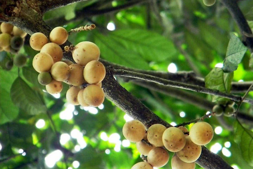 L&agrave;ng hoa tr&aacute;i Đại Bường, n&eacute;t lạ giữa l&ograve;ng miền Trung 