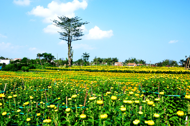 C&aacute;nh đồng hoa c&uacute;c ven s&ocirc;ng Vệ hứa hẹn l&agrave; địa điểm chụp ảnh Tết &Acirc;m lịch tr&agrave;n ngập sắc v&agrave;ng