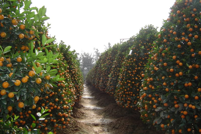 L&agrave;ng quất Văn Giang cũng l&agrave; địa điểm chụp ảnh Tết &Acirc;m lịch kh&ocirc;ng thể bỏ qua