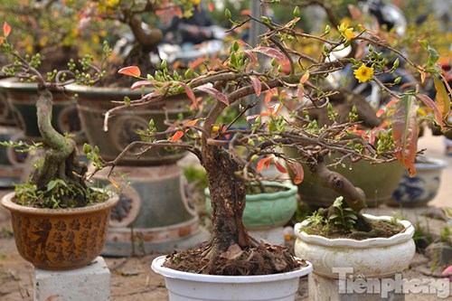 C&aacute;c chậu mai B&igrave;nh Định được b&agrave;y b&aacute;n tr&ecirc;n đường phố H&agrave; Nội