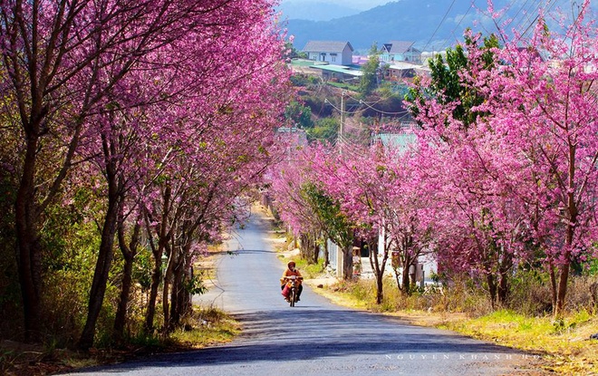 C&aacute;c con đường ngập tr&agrave;n hoa mai anh đ&agrave;o l&agrave; địa điểm chụp ảnh Tết &Acirc;m lịch kh&ocirc;ng thể tuyệt vời hơn