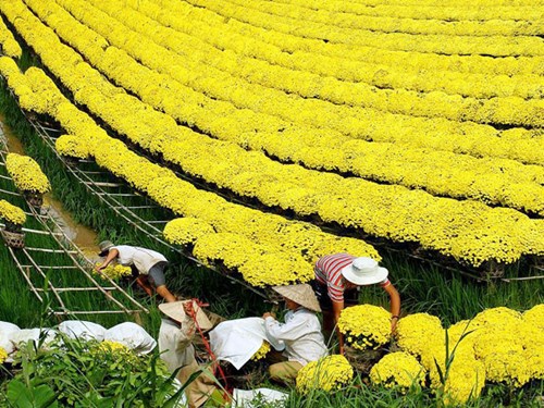 Sắc v&agrave;ng rực rỡ của hoa c&uacute;c tại vườn hoa Sa Đ&eacute;c - một địa điểm chụp ảnh Tết &Acirc;m lịch kh&ocirc;ng thể bỏ qua