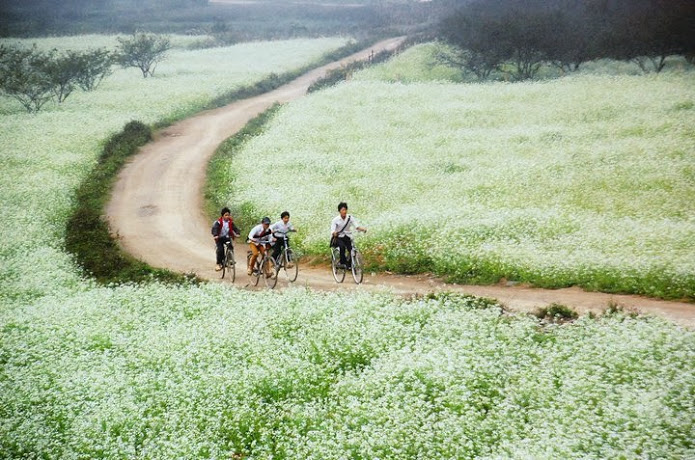 Mộc Ch&acirc;u cũng l&agrave; một trong những địa điểm đi chơi Tết dương lịch tuyệt đẹp kh&ocirc;ng n&ecirc;n bỏ qua