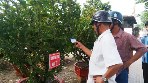 Người d&acirc;n chọn thu&ecirc; mai Tết tr&ecirc;n đường Phạm Văn Đồng (TPHCM)