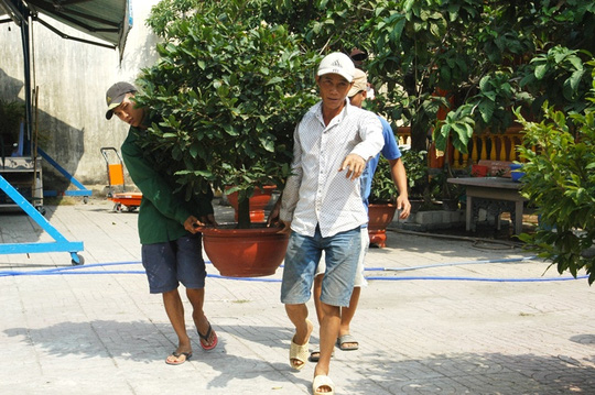 Những cậu mai kiểng ng&agrave;y Tết sẵn s&agrave;ng từ vườn ra đường phục vụ kh&aacute;ch h&agrave;ng